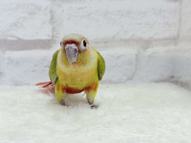 ホオミドリウロコインコ