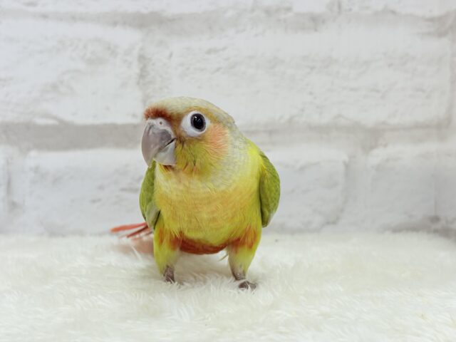 ホオミドリウロコインコ