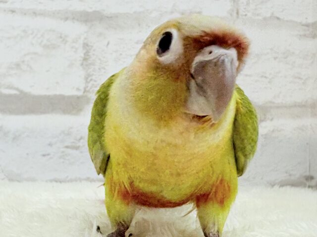 ホオミドリウロコインコ
