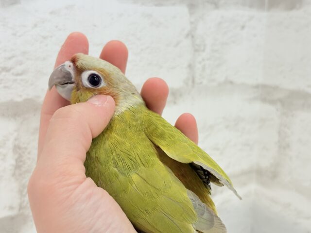 ホオミドリウロコインコ