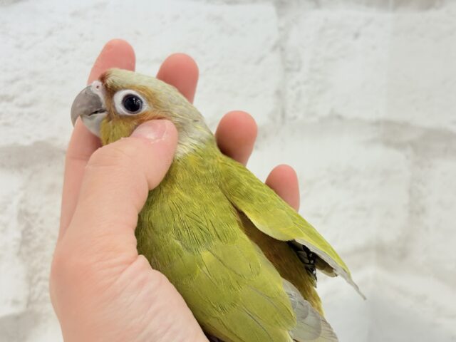 ホオミドリウロコインコ