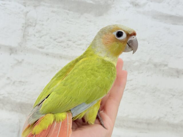 ホオミドリウロコインコ
