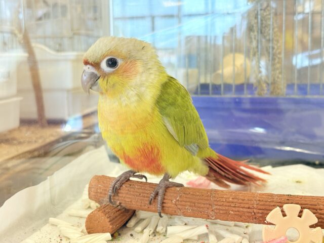 ホオミドリウロコインコ