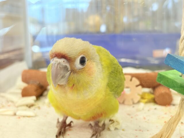ホオミドリウロコインコ