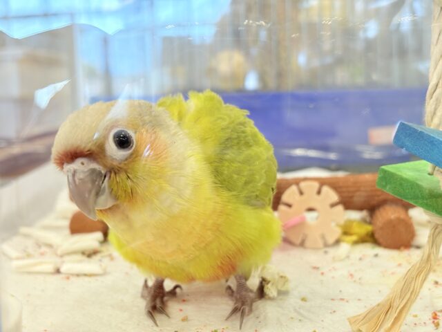 ホオミドリウロコインコ
