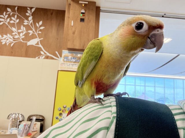 ホオミドリウロコインコ