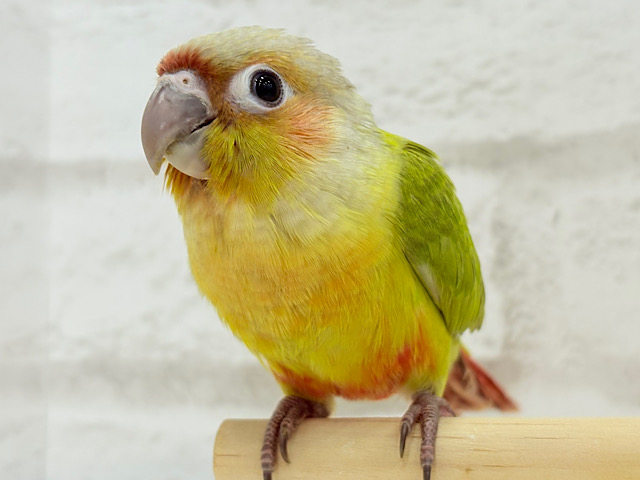 可愛さ天下一品🐥💘ウロコインコ(ダイリュート) ヒナ