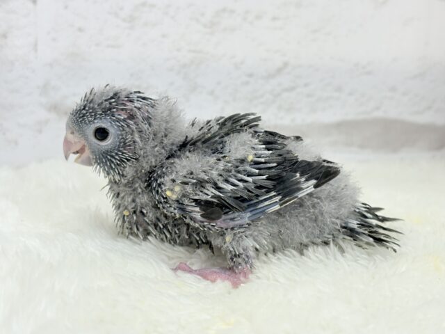 サザナミインコ