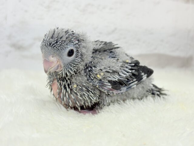 サザナミインコ