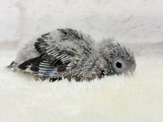 サザナミインコ