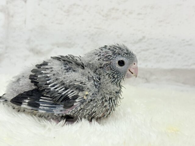 サザナミインコ