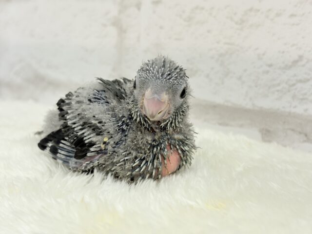 サザナミインコ