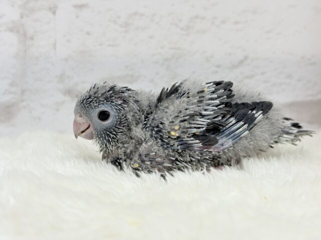 サザナミインコ