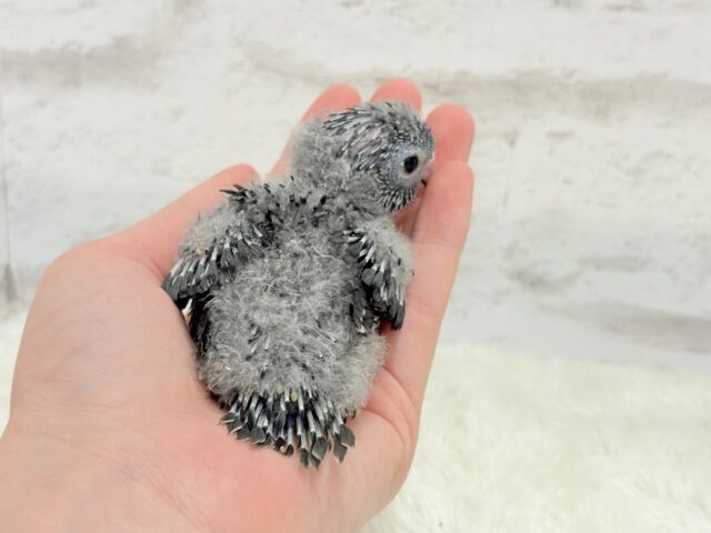 サザナミインコ