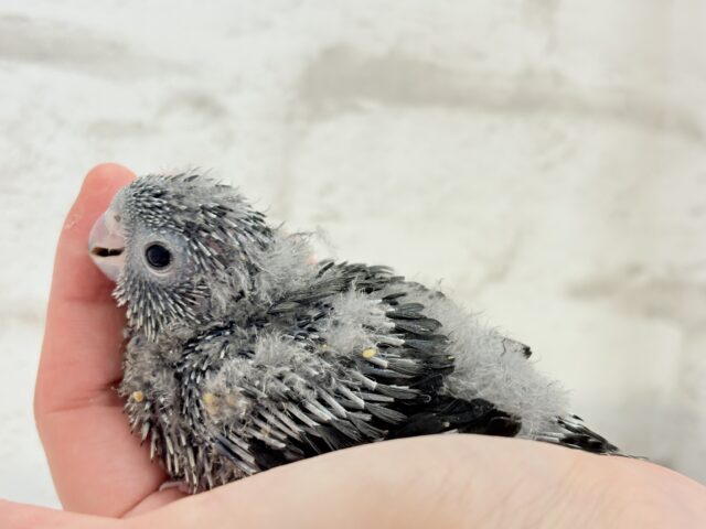 サザナミインコ