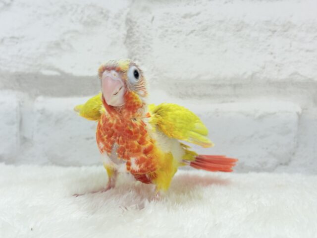 ホオミドリウロコインコ