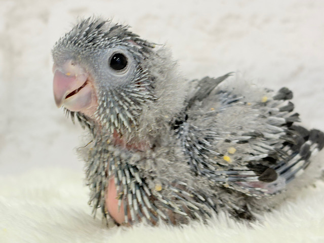 わったわた︎︎☁もっこもこ🫧サザナミインコ(モーブ) ヒナ