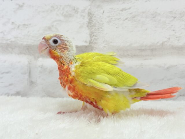 ホオミドリウロコインコ