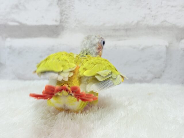 ホオミドリウロコインコ