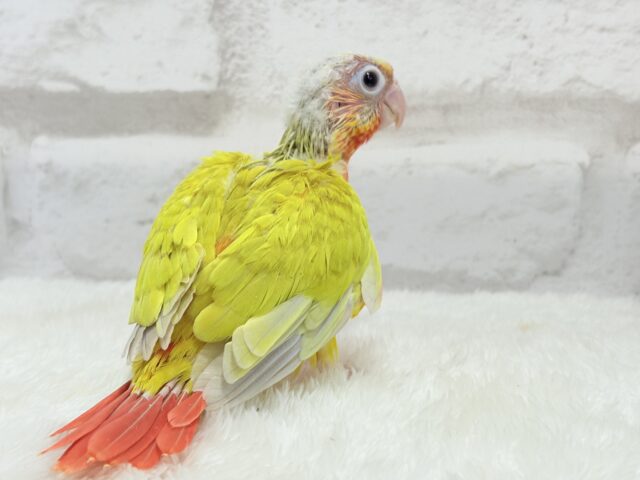 ホオミドリウロコインコ