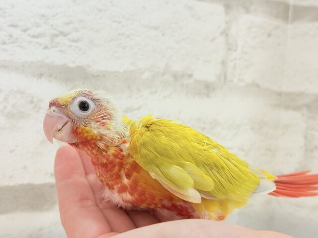 ホオミドリウロコインコ