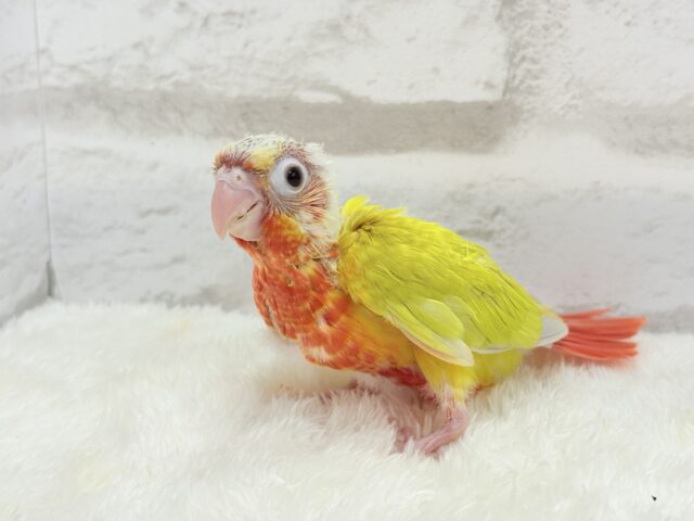 ホオミドリウロコインコ