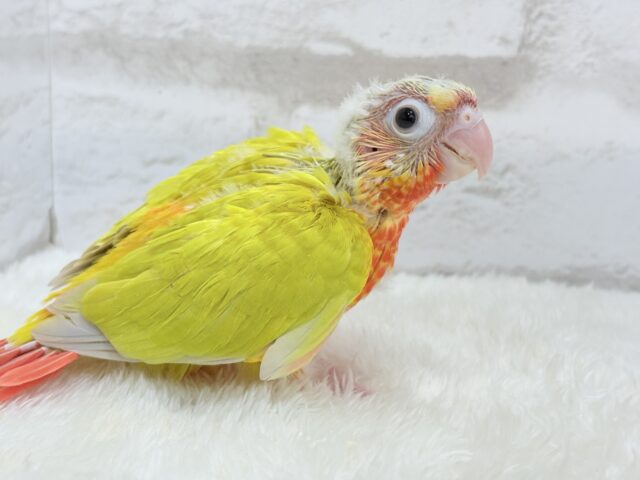 ホオミドリウロコインコ