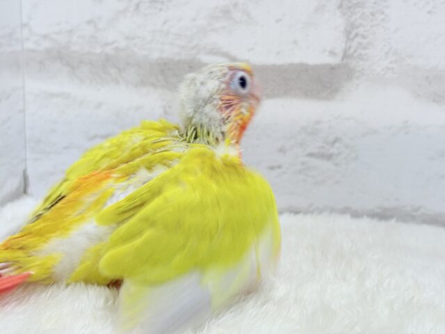 ホオミドリウロコインコ