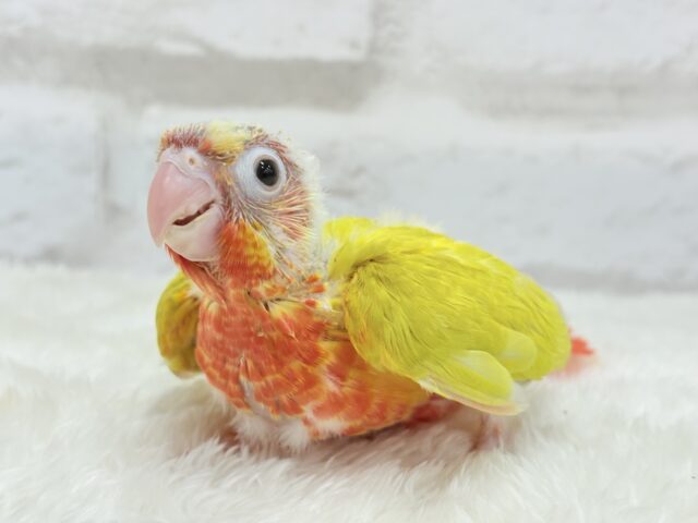 ホオミドリウロコインコ