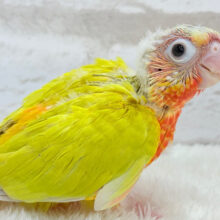 【動画更新🪄】ちょっと早めのトロピカル🍉🍊🍋ウロコインコ(サンチーク) ヒナ