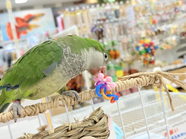 オキナインコ