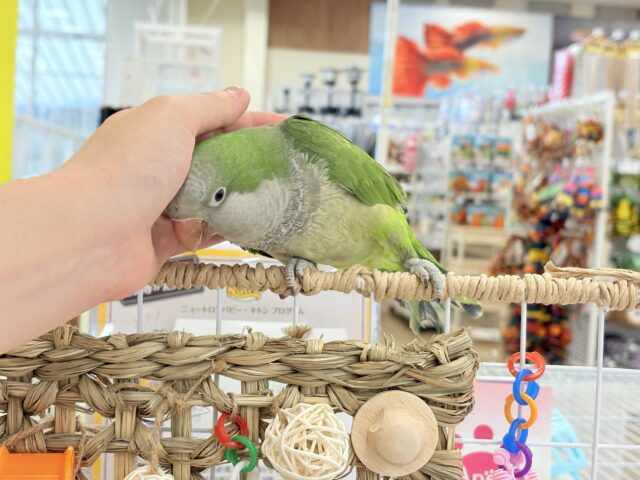 オキナインコ