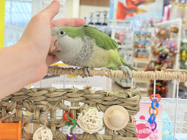 オキナインコ