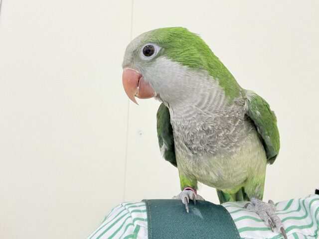 オキナインコ