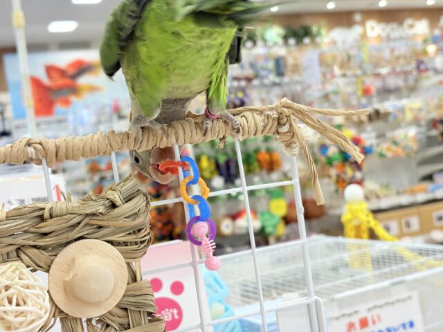 オキナインコ