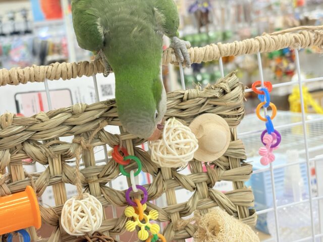 オキナインコ