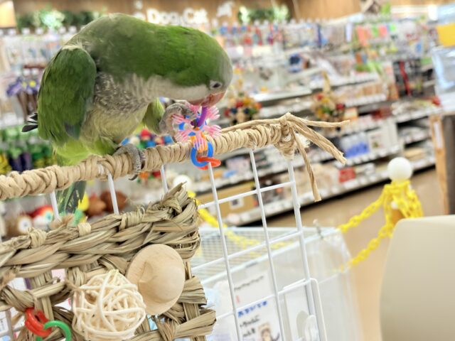 オキナインコ