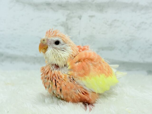 アキクサインコ（秋草インコ）