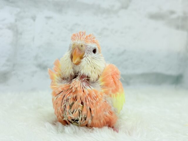 アキクサインコ（秋草インコ）