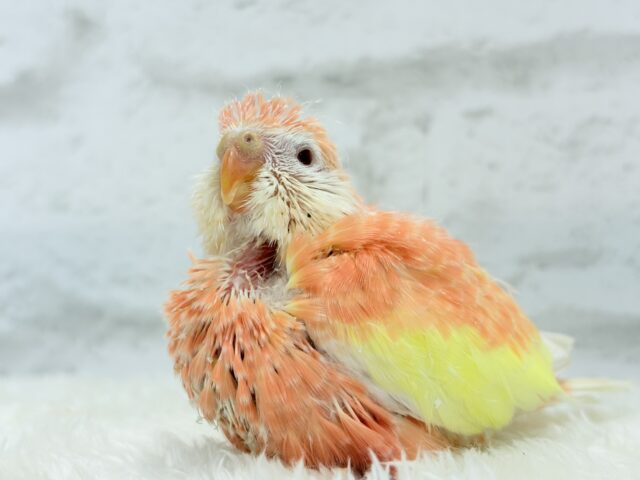 アキクサインコ（秋草インコ）