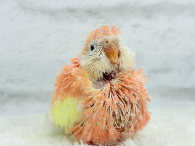 アキクサインコ（秋草インコ）