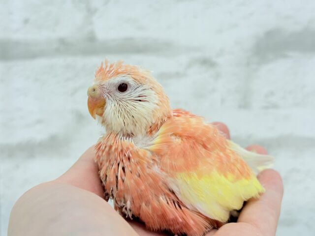 アキクサインコ（秋草インコ）