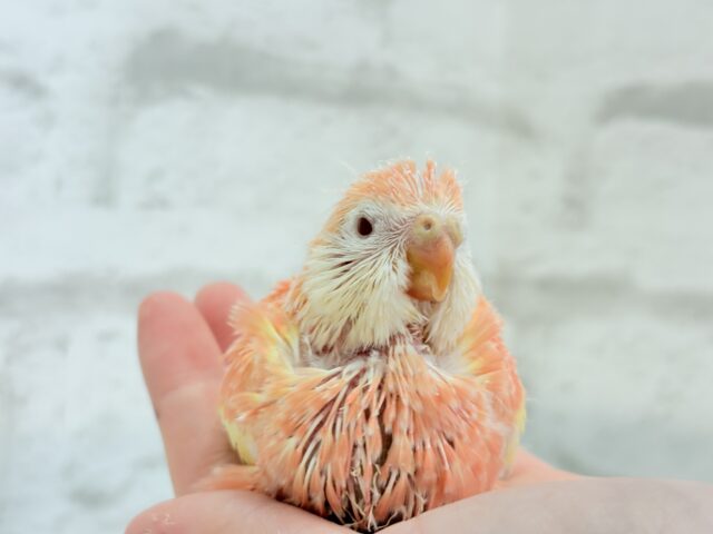 アキクサインコ（秋草インコ）
