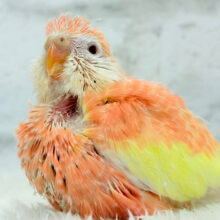 圧倒的貫禄の姿🍑💖アキクサインコ(ルビノー) ヒナ