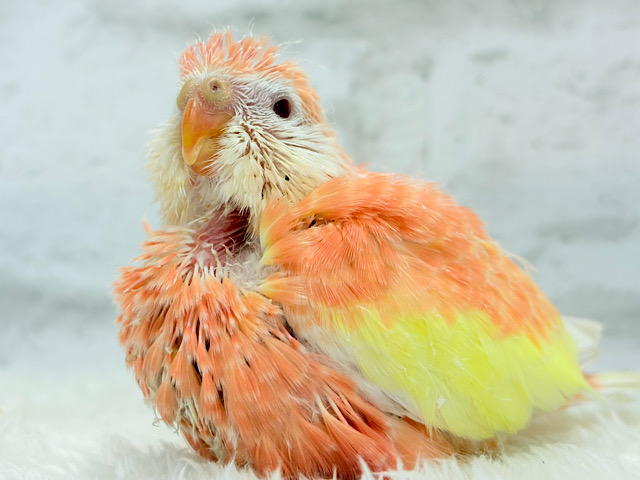 圧倒的貫禄の姿🍑💖アキクサインコ(ルビノー) ヒナ
