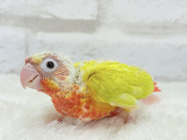 説明画像です