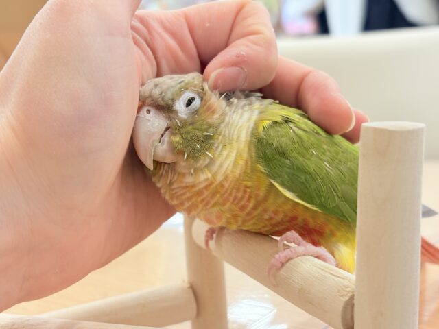 説明画像です