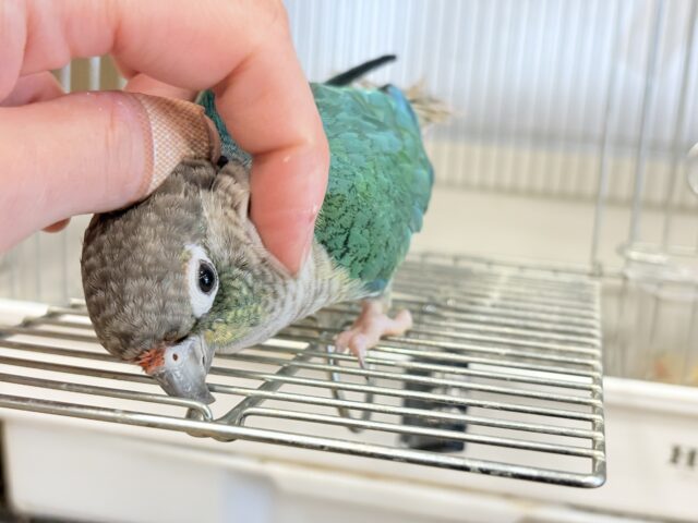 説明画像です