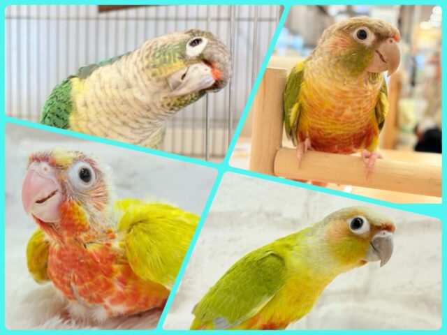 【-`📣⋆千葉店開催】春のウロコインコ祭り🌸.*･ﾟ