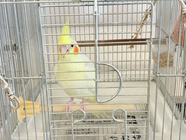 オカメインコ